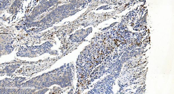 m02381 appl1 primary antibodies ihc testing 3