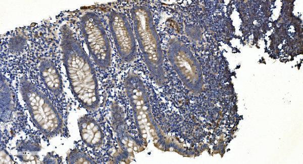 m02381 appl1 primary antibodies ihc testing 4