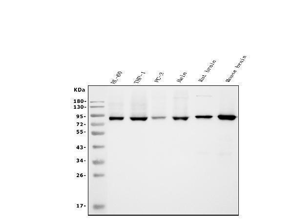 m02381 appl1 primary antibodies wb testing 1