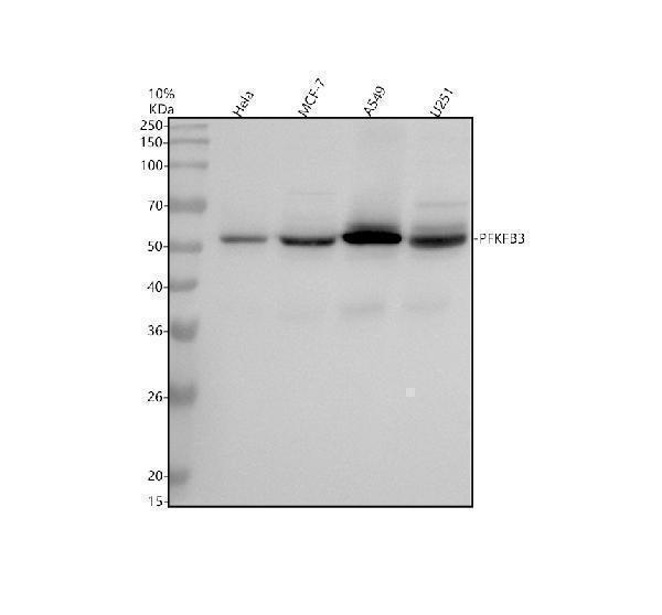 m02382 pfkfb3 primary antibodies wb testing 1_1