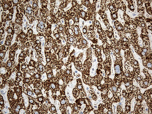 m02383 1 anti acadm mouse monoclonal antibody clone id oti2g7 ihc testing 8