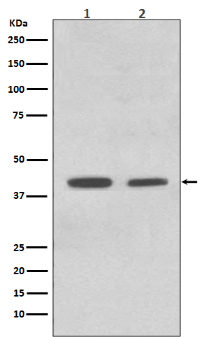 Western blot analysis of ACADM expression in (1) HeLa cell lysate; (2) K562 cell lysate