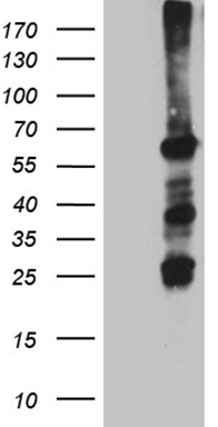 m02387 anti fancc mouse monoclonal antibody clone id oti8a7 wb testing 1
