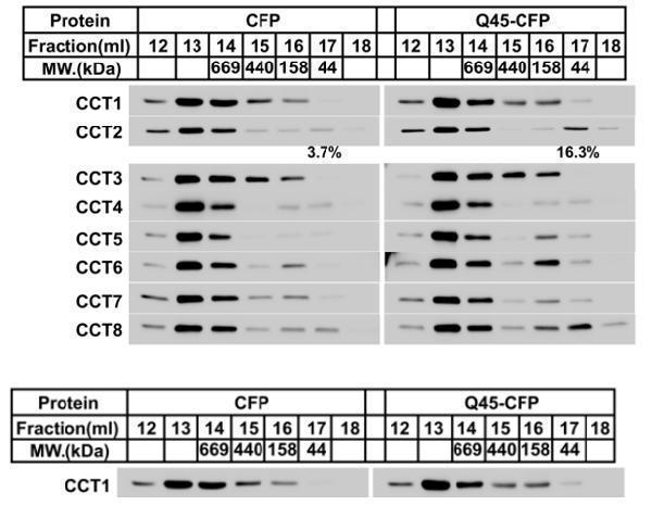 m02389 tcp1_alpha primary antibodies wb testing 1