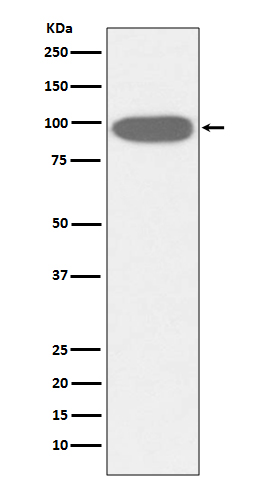 m02393 1 wb