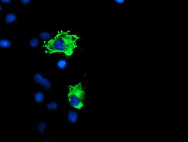 m02394 anti gadd34 ppp1r15a mouse monoclonal antibody clone id oti3d12 if testing 11