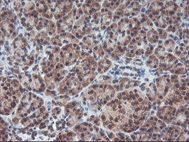 m02394 anti gadd34 ppp1r15a mouse monoclonal antibody clone id oti3d12 ihc testing 4