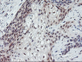 m02394 anti gadd34 ppp1r15a mouse monoclonal antibody clone id oti3d12 ihc testing 8