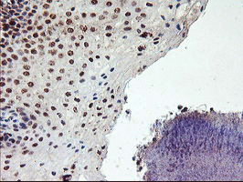 m02394 anti gadd34 ppp1r15a mouse monoclonal antibody clone id oti3d12 ihc testing 9