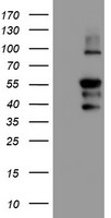 HEK293T cells were transfected with the pCMV6-ENTRY control (Left lane) or pCMV6-ENTRY PPP1R15A (Right lane) cDNA for 48 hrs and lysed