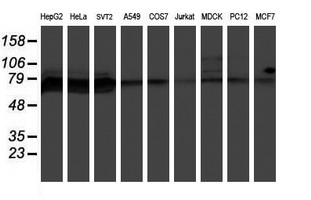 Western blot analysis of extracts (35ug) from 9 different cell lines by using anti-PPP1R15A monoclonal antibody (HepG2: human; HeLa: human; SVT2: mouse; A549: human; COS7: monkey; Jurkat: human; MDCK: canine; PC12: rat; MCF7: human)