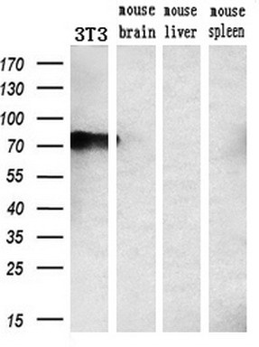 Western blot analysis of extracts (10ug) from a mouse cell line and 3 different mouse tissues by using anti-PPP1R15A monoclonal antibody (1:200)