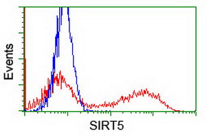 HEK293T cells transfected with either SIRT5 (Myc-DDK-tagged) overexpress plasmid (Red) or empty vector control plasmid (Blue) were immunostained by anti-SIRT5 antibody (M02395-1)