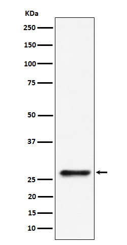 Western blot analysis of SBDS expression in 293 cell lysate