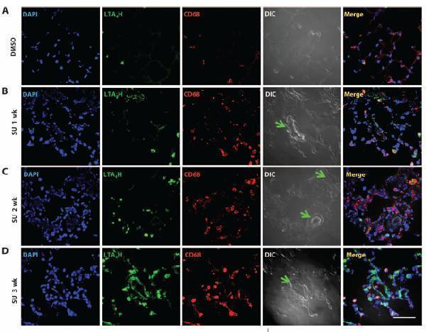 m02399 1 anti leukotriene a4 hydrolase lta4h mouse monoclonal antibody clone id oti8f4 if testing 6