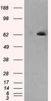 m02399 1 anti leukotriene a4 hydrolase lta4h mouse monoclonal antibody clone id oti8f4 wb testing 1
