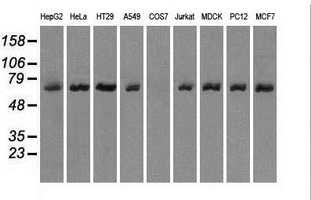 m02399 1 anti leukotriene a4 hydrolase lta4h mouse monoclonal antibody clone id oti8f4 wb testing 2