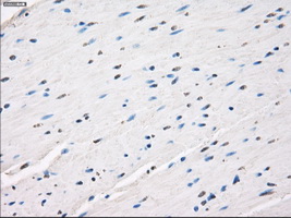m02399 2 anti leukotriene a4 hydrolase lta4h mouse monoclonal antibody clone id oti1e9 ihc testing 10