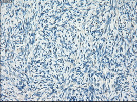 m02399 2 anti leukotriene a4 hydrolase lta4h mouse monoclonal antibody clone id oti1e9 ihc testing 4