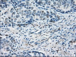 m02399 2 anti leukotriene a4 hydrolase lta4h mouse monoclonal antibody clone id oti1e9 ihc testing 5