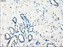 m02399 2 anti leukotriene a4 hydrolase lta4h mouse monoclonal antibody clone id oti1e9 ihc testing 6