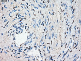 m02399 2 anti leukotriene a4 hydrolase lta4h mouse monoclonal antibody clone id oti1e9 ihc testing 8