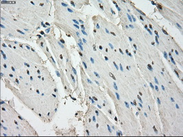 m02399 2 anti leukotriene a4 hydrolase lta4h mouse monoclonal antibody clone id oti1e9 ihc testing 9