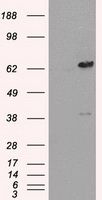 m02399 2 anti leukotriene a4 hydrolase lta4h mouse monoclonal antibody clone id oti1e9 wb testing 1