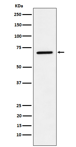 m02399 3 wb