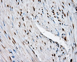 m02399 anti leukotriene a4 hydrolase lta4h mouse monoclonal antibody clone id oti7d11 ihc testing 11