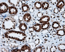 m02399 anti leukotriene a4 hydrolase lta4h mouse monoclonal antibody clone id oti7d11 ihc testing 13