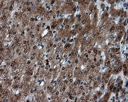 m02399 anti leukotriene a4 hydrolase lta4h mouse monoclonal antibody clone id oti7d11 ihc testing 14