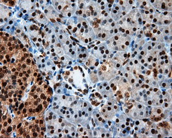m02399 anti leukotriene a4 hydrolase lta4h mouse monoclonal antibody clone id oti7d11 ihc testing 4