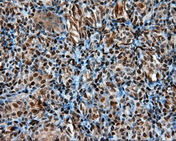 m02399 anti leukotriene a4 hydrolase lta4h mouse monoclonal antibody clone id oti7d11 ihc testing 6