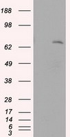 m02399 anti leukotriene a4 hydrolase lta4h mouse monoclonal antibody clone id oti7d11 wb testing 1