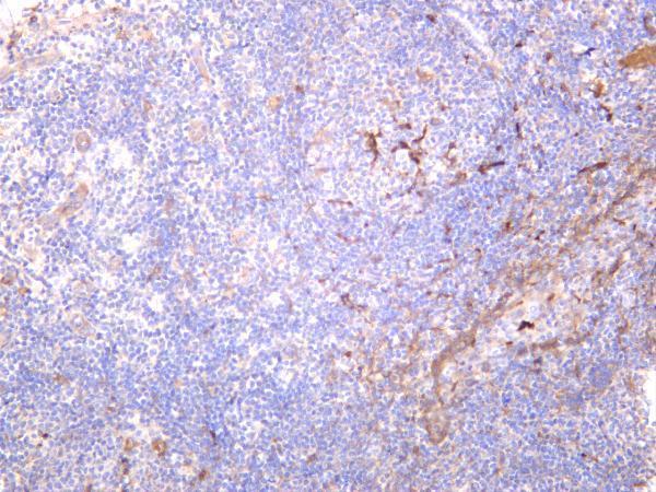 Human tonsil was stained with anti-Ferritin Heavy Chain rabbit antibody