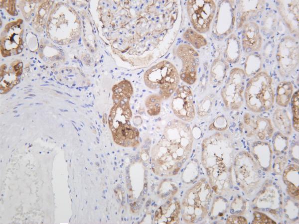 Human kidney was stained with anti-Ferritin Heavy Chain rabbit antibody