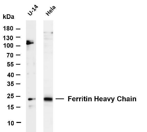 Various whole cell lysates were separated by 4-20% SDS-PAGE, and the membrane was blotted with anti-Ferritin Heavy Chain antibody
