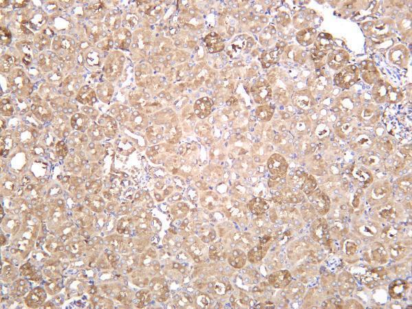 Mouse kidney was stained with anti-Ferritin Heavy Chain rabbit antibody