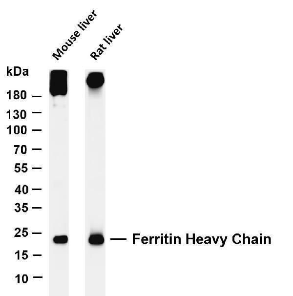 Various whole cell lysates were separated by 4-20% SDS-PAGE, and the membrane was blotted with anti-Ferritin Heavy Chain antibody
