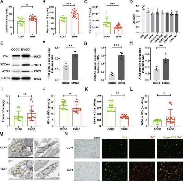 Iron-overloaded EMFF induced ferritinophagy-dependent ferroptosis in granulosa cells
