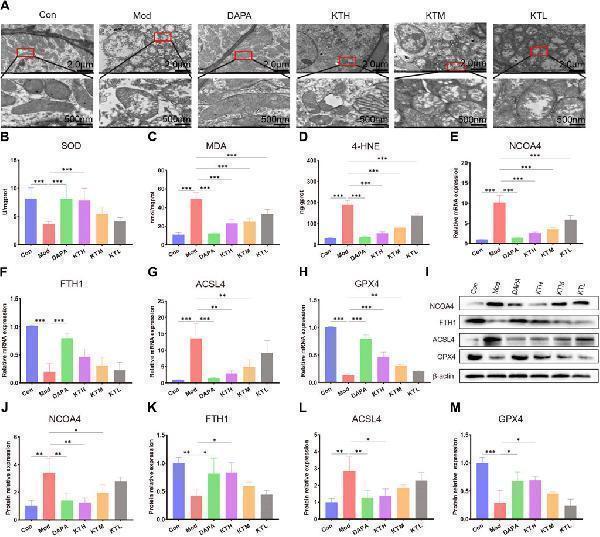 Kidney tea attenuated ferroptosis in the kidney