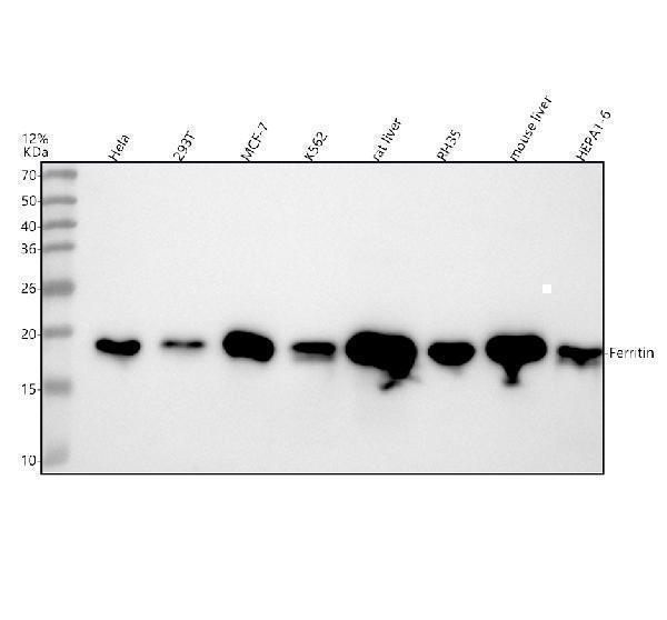 m02401 fth1 primary antibodies wb testing 1