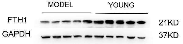 m02401 fth1 primary antibodies wb testing 2