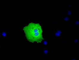 m02406 anti pex5 mouse monoclonal antibody clone id oti6e9 if testing 5