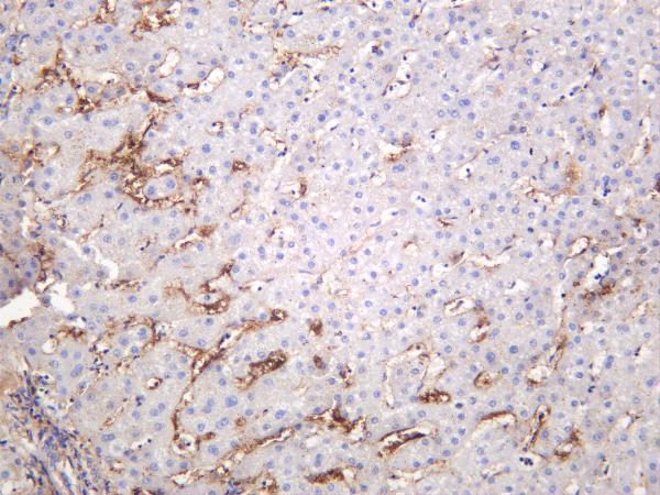Human liver was stained with anti-Rab7 rabbit antibody