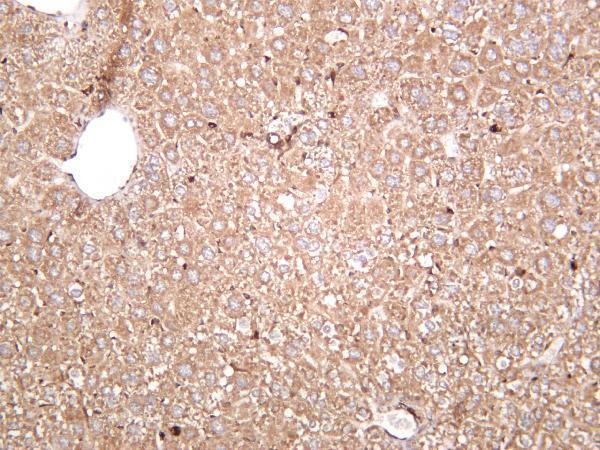 Mouse liver was stained with anti-Rab7 rabbit antibody