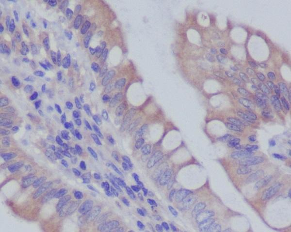 m02409 ihc
