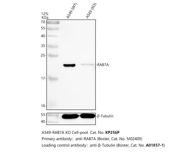 m02409 rab7a primary antibodies wb testing 2_1
