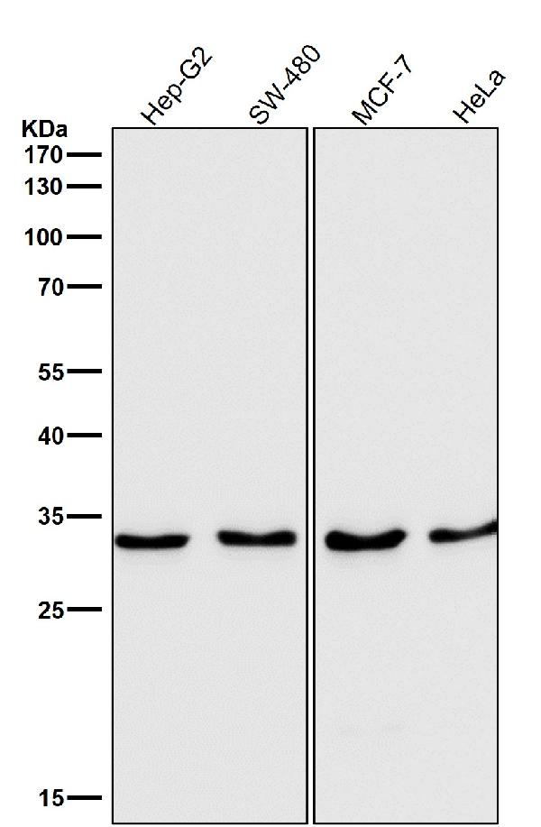 Western blot analysis of IGFBP7 expression in SW480 cell lysate.
